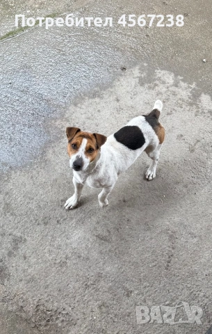 Продавам джак ръсел териер!, снимка 2 - Джак ръсел териер - 54064972