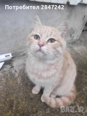 Бежов кротушко