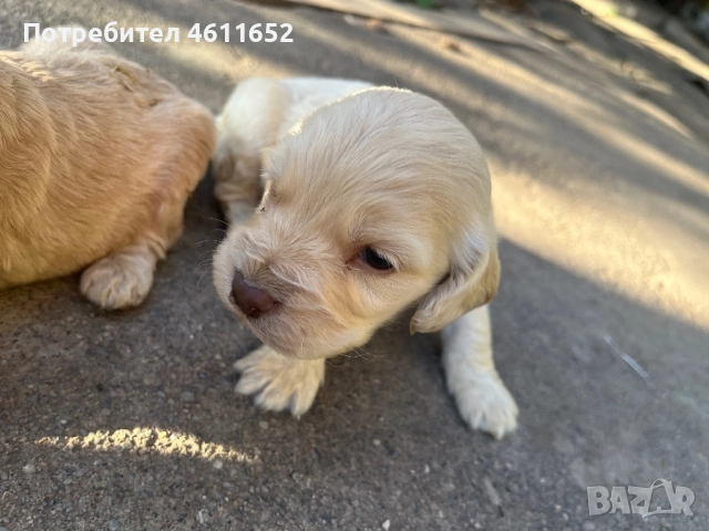 кокерчета, снимка 3 - Шпаньоли - 52281572