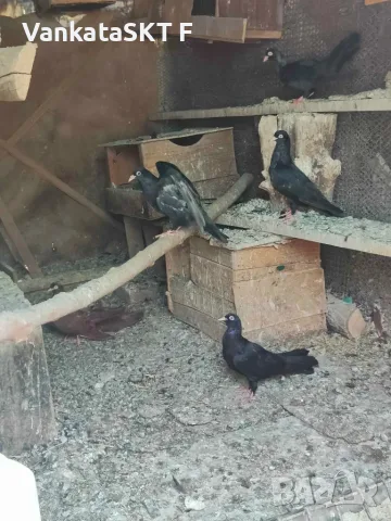 Гълъби за продан