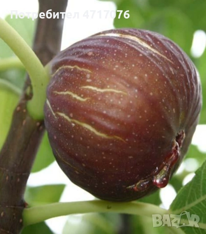 дръвчета от смокиня едроплодна, далматинска и брънсуйк , снимка 2 - Разсади - 53201957