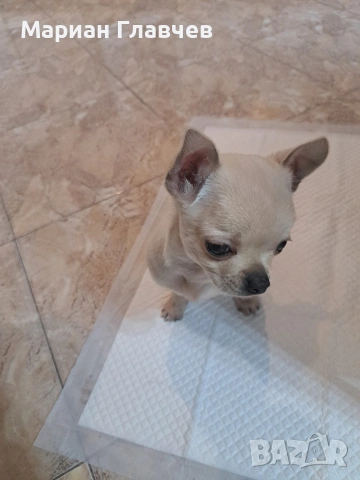Изгодно - Мъжки мини късокосмест Чичуахуа на 3 месеца с 2 ваксини, снимка 6 - Чихуахуа - 53208311