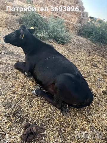 Продавам стадо месодайни крави , снимка 12 - Крави - 52436918