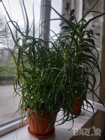 Продовом алое и бенджамин, снимка 3 - Стайни растения - 50423044
