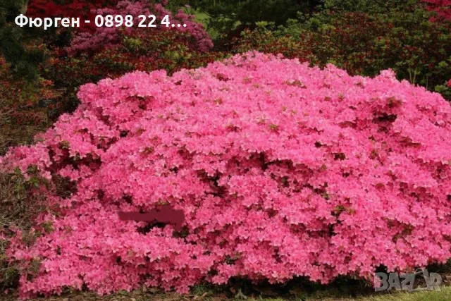 Азалия - Градинска, снимка 3 - Разсади - 49970943