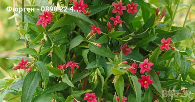 Жасмин - Студоустойчив, снимка 5 - Разсади - 49214945