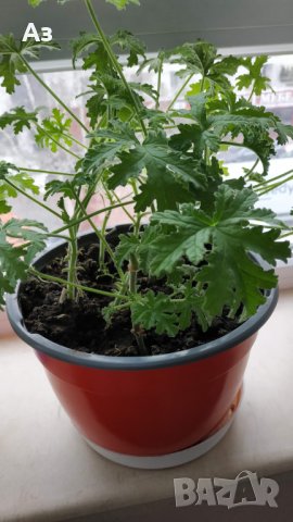 Продавам цветя Индрише (български сорт), снимка 10 - Стайни растения - 35600076