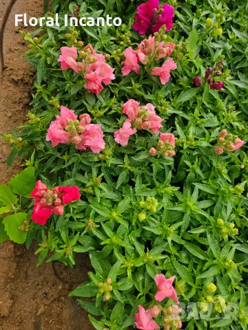 Кученце, снимка 1