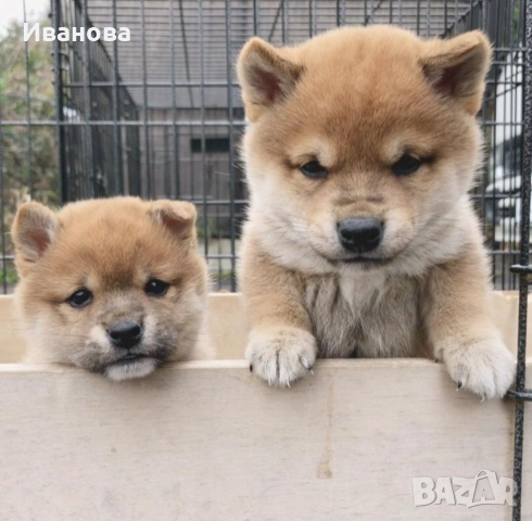 Шиба ину кученца, снимка 5 - Шиба ину - 46910234