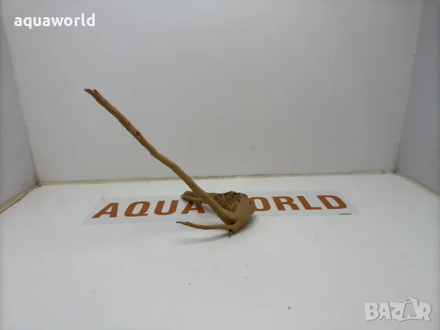 Корен Азалия 5