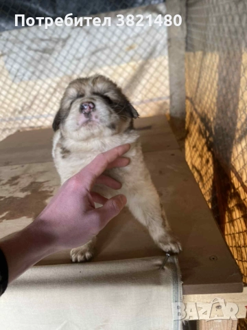 Каракачански кученца , снимка 6 - Каракачанска овчарка - 52618838