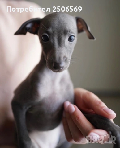 Продавам кученца италианска хрътка, снимка 17 - Хрътка - 53012848