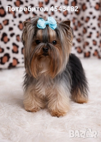 йоркширски териер 1кг, снимка 3 - Йоркширски териер - 54131522