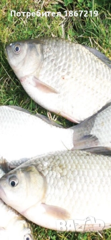 Рибки за стръв ,Каракудки от 7 до 12/13 см .1 лв за брой