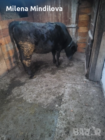 Продавам заплодена юница