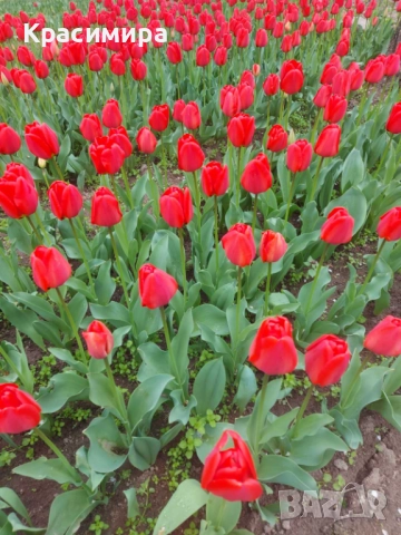 Продавам луковици за лалета, снимка 1