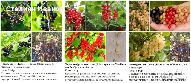 ПЛОДНИ ХРАСТИ В КОНТЕЙНЕРИ, снимка 3 - Градински цветя и растения - 53447504