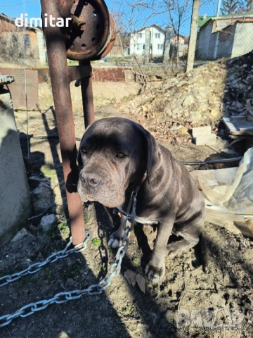 Продавам чистокръвни Кане Корсо , снимка 4 - Кане корсо - 54082936