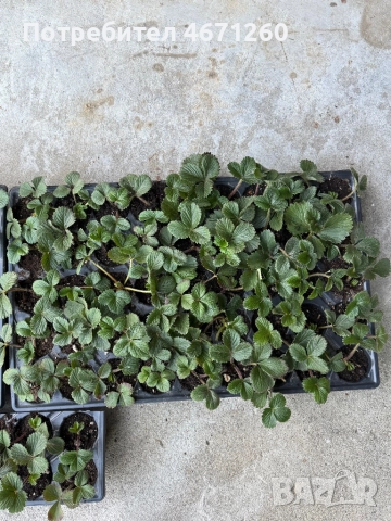 Разсад ягоди сорт Дели, снимка 3 - Разсади - 52770264