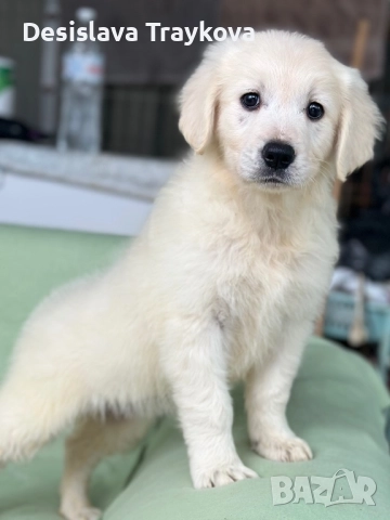 Прекрасни бебета Голдън ретривър 