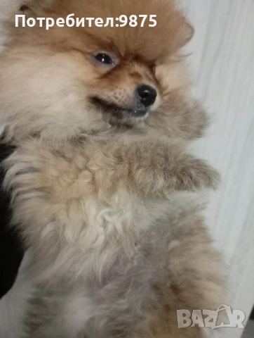 Продавам померани , снимка 3 - Померан - 52858919
