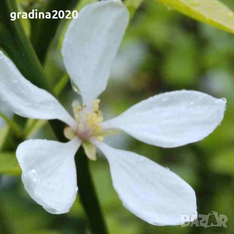 Poncirus trifoliata / Див лимон, снимка 8 - Разсади - 37305233