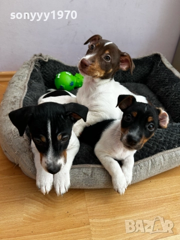 ДЖАК-ЖЕНСКО КУЧЕНЦЕ НА 2 МЕСЕЦА 0211250823, снимка 3 - Джак ръсел териер - 52260823