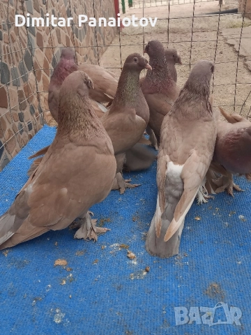 мардини, снимка 3 - Гълъби - 52183181