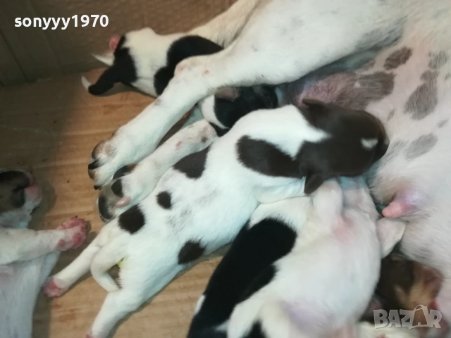 ДЖАК РЪСЕЛ-КУЧЕНЦА 2208250727, снимка 3 - Джак ръсел териер - 51449340