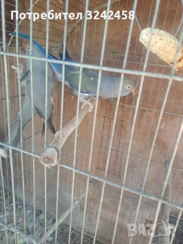 продавам малки александри, снимка 12 - Папагали - 55977726