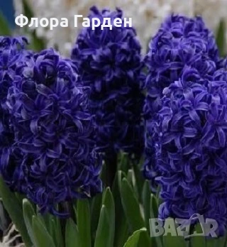 Луковици ЗЮМБЮЛИ, снимка 13 - Градински цветя и растения - 51033126