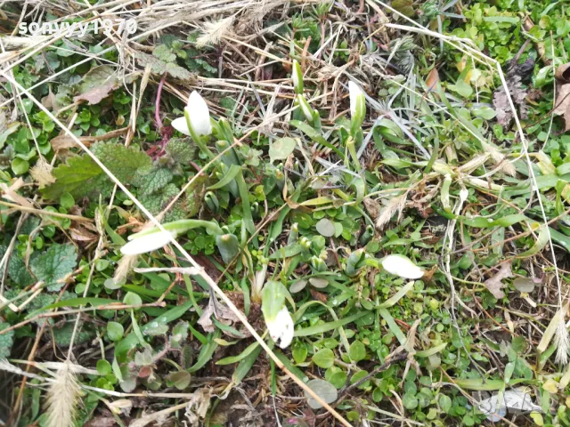 кокичета 2025 година-лот в саксия с земя 2301251704, снимка 2 - Градински цветя и растения - 48800808