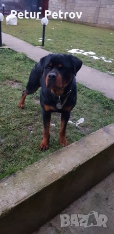 Ротвайлер  за разплод
