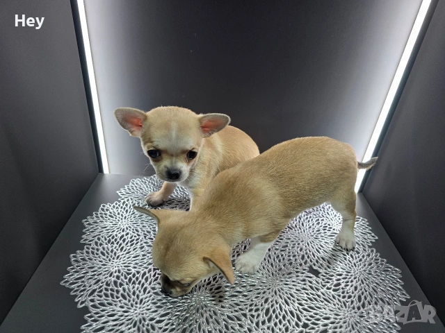 Чихуахуа, снимка 2 - Чихуахуа - 54243284