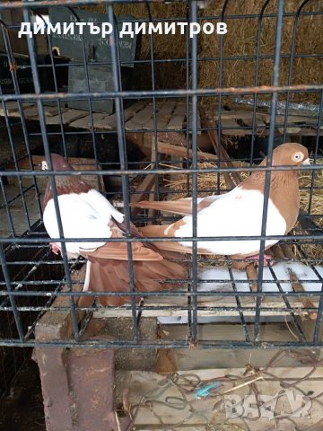 Гълъби бирмани, снимка 1