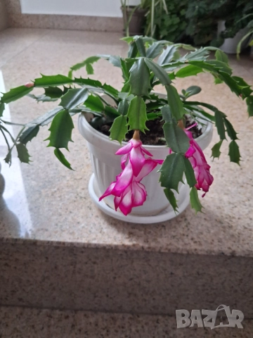 Коледничета - розово/бял цвят