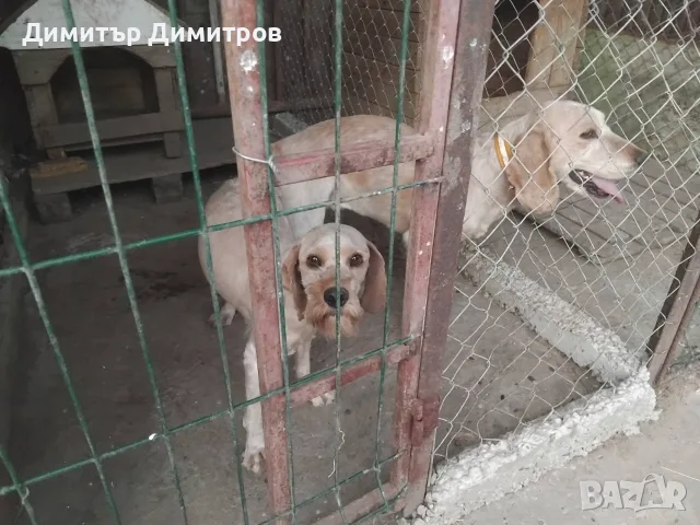 Свободни кученца за ТРЮФЕЛИ., снимка 5 - Кокер шпаньол - 56430908