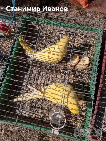 Папагали, снимка 1