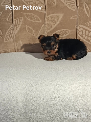 Йоркширски териер , снимка 17 - Йоркширски териер - 54063849