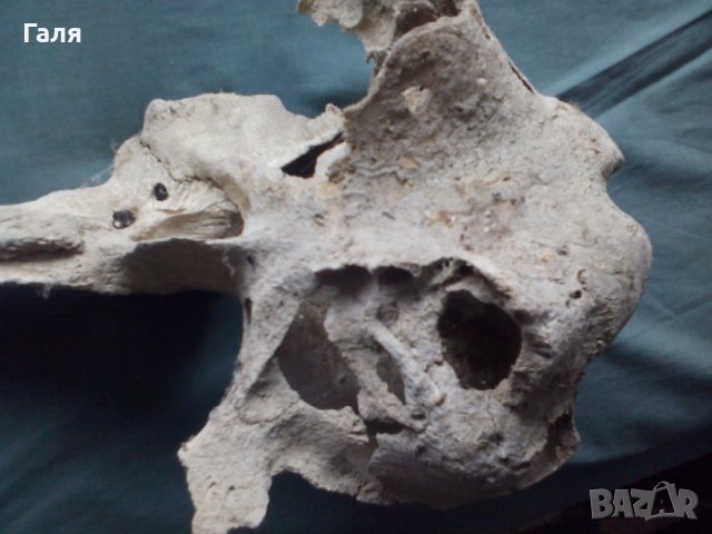 Антика,вкаменелост от тиранозавър , снимка 6 - Антикварни и старинни предмети - 30754055