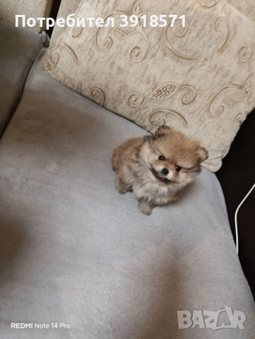 три померани момчета, снимка 3 - Померан - 52586588