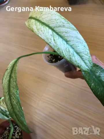 Rhaphidophora Megasperma Gorilan Marble , снимка 4 - Стайни растения - 49881443