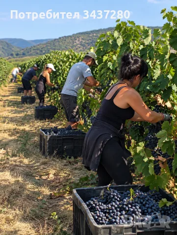 Грозде "Мерло" за вино 🍷, снимка 3 - Разсади - 55978080