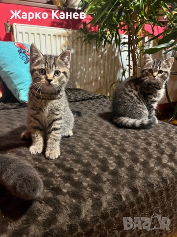 Страхотно  британче