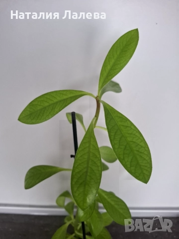 Каучоково дърво, euphorbia Grantii