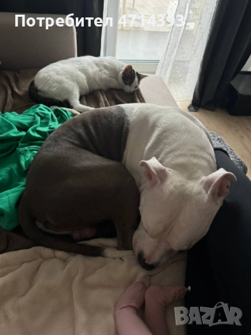 Търсим приятелка за Матео 2,6г. Американский стаффордширский терьер, снимка 10 - Американски стафордширски териер - 53164412