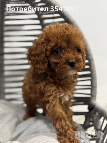 Той Пудел , снимка 6 - Пудели - 52907048