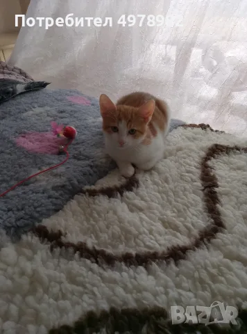Подарявам малки котенца, снимка 4 - Други - 56507980