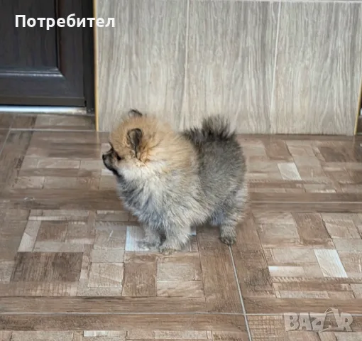 Продавам померан, снимка 8 - Померан - 56542384