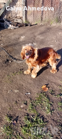 Кучета за труфели лагото романьоло , снимка 6 - Кокер шпаньол - 52858197